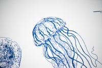 Image 4 of Les méduses/ The jellyfish 