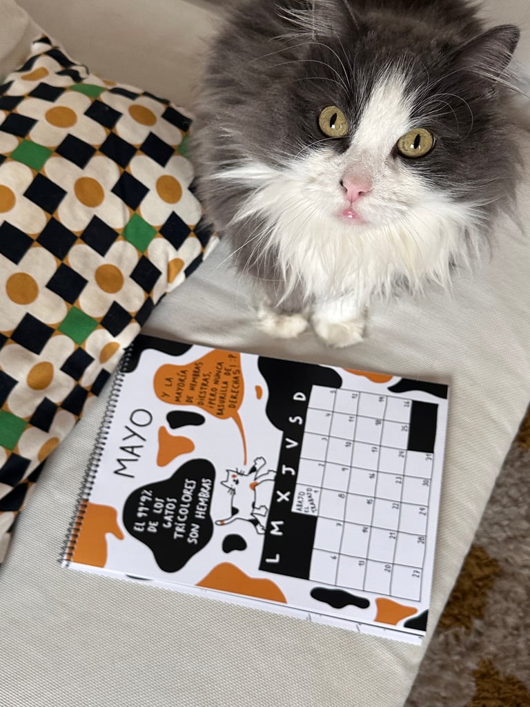 CATLENDARIO 2026 Image 4