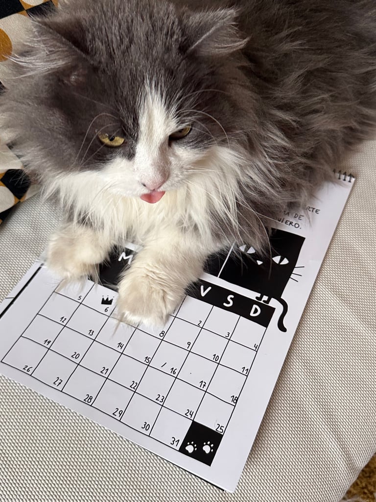 CATLENDARIO 2026 Image 5