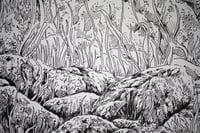 Image 4 of vie sous-marine /marine life