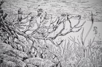 Image 5 of vie sous-marine /marine life