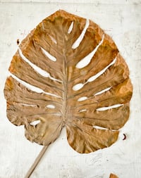 Monstera Leave