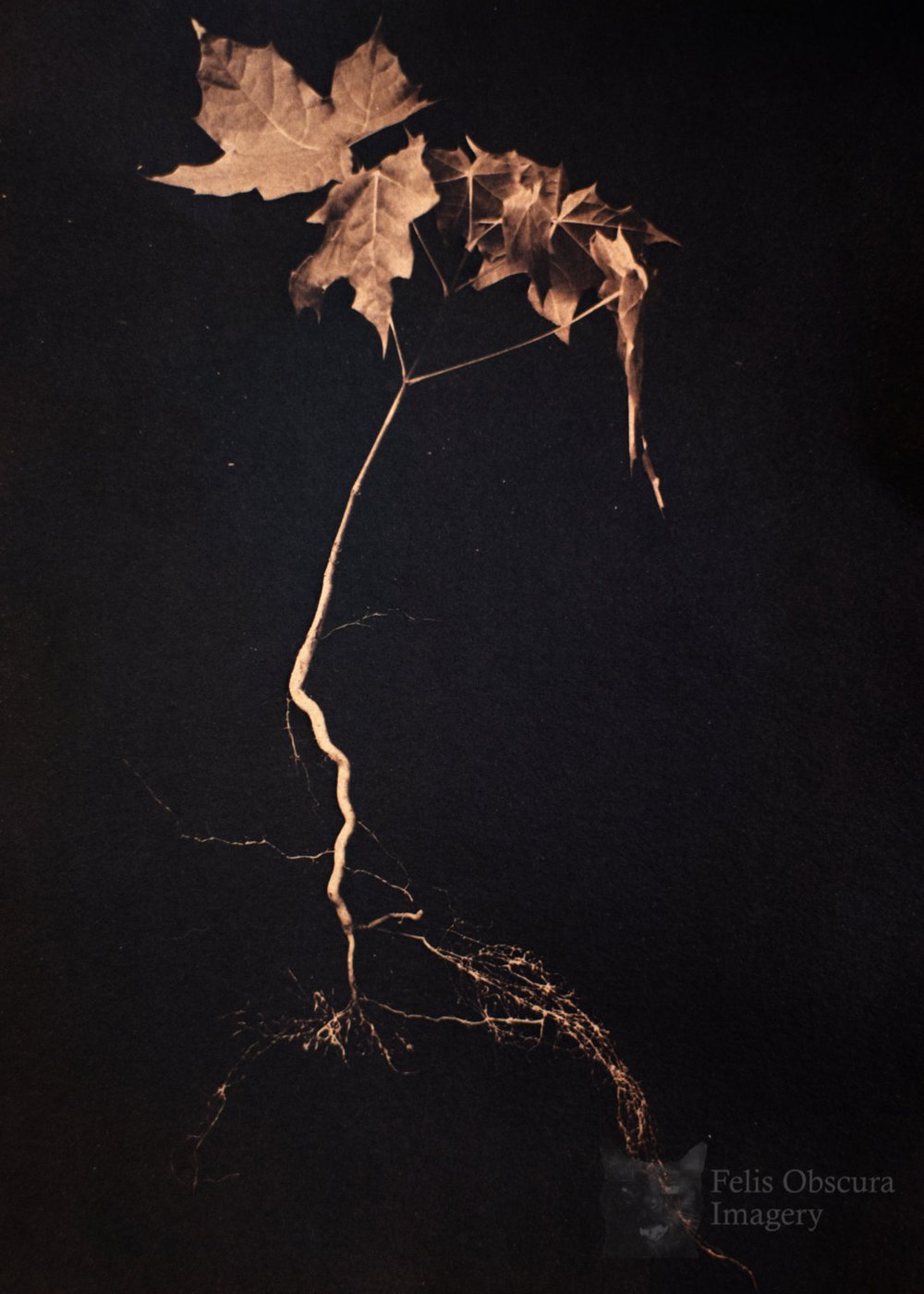 Image of Unearthed Print (multiple size options)