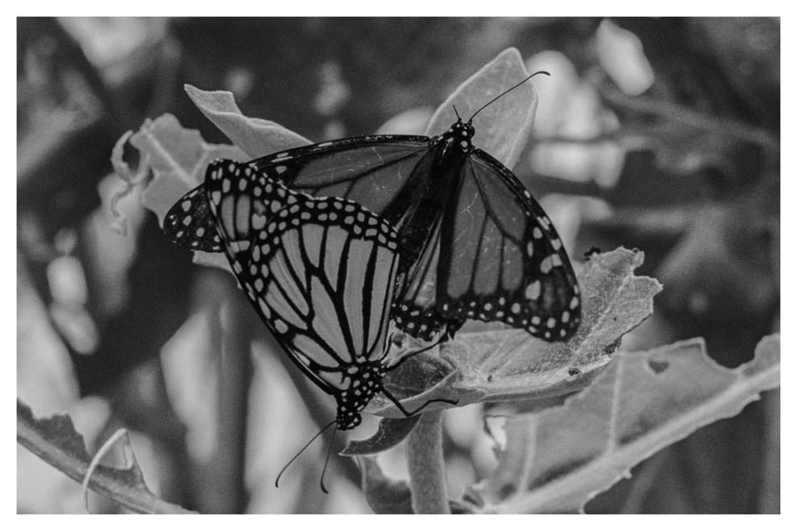 Image of Print 08. "Beach Bugs"