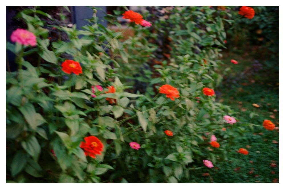 Image of Print 11. "In My Garden"