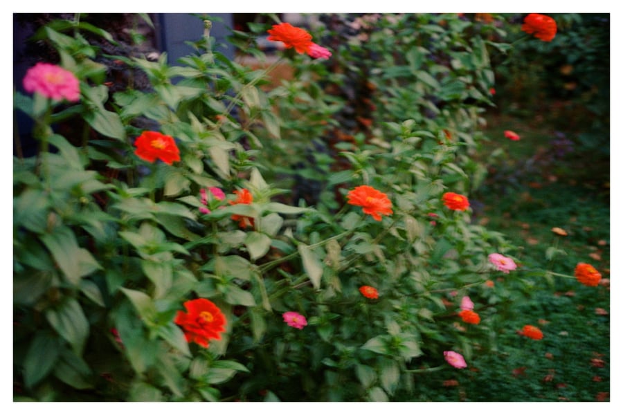 Image of Print 11. "In My Garden"