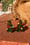 Image of 🎄 Evergreen Elegance & Sparkly Spruce 🎄