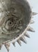 Image of spiky planter 1