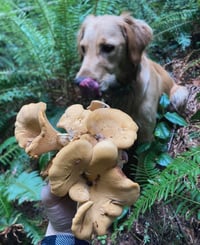 Image 2 of Golden Forager