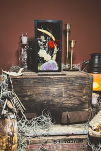 Image 2 of deer antler & butterfly shadowbox