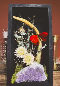 Image 3 of deer antler & butterfly shadowbox