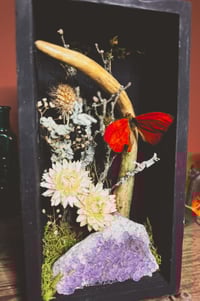 Image 4 of deer antler & butterfly shadowbox