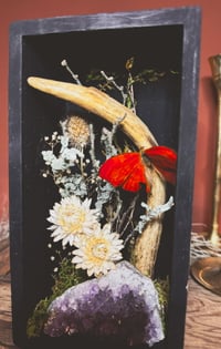 Image 5 of deer antler & butterfly shadowbox