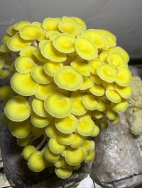 Image 1 of Golden Oyster Liquid Culture 