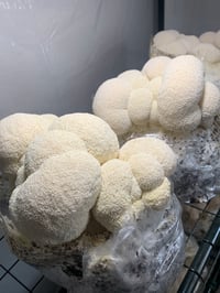 Image 1 of Lions Mane Liquid Culture 