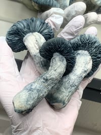 Image 1 of APE Liquid Culture 