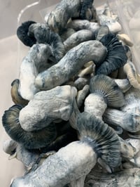 Image 2 of APE Liquid Culture 