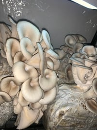 Image 2 of Blue Oyster Liquid Culture 