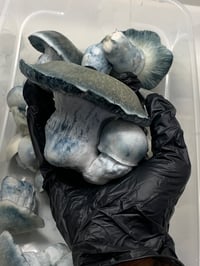 Image 2 of Blue Ghost Liquid Culture 