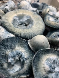 Image 1 of Blue Ghost Liquid Culture 