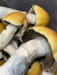 Image 1 of ODPE Liquid Culture 