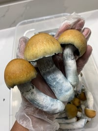 Image 2 of ODPE Liquid Culture 