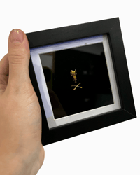 Shrew frame - white mount