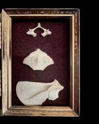 Image 3 of Small framed bones SOLD