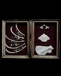 Image 1 of Small framed bones SOLD
