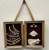 Image 4 of Small framed bones SOLD