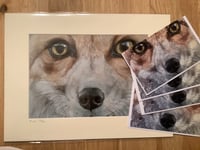 Image 2 of Wildlife portrait bundle