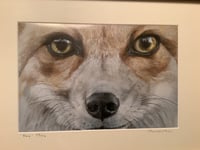 Image 3 of Wildlife portrait bundle