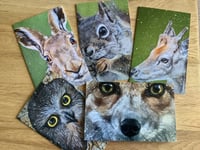 Image 4 of Wildlife portrait bundle