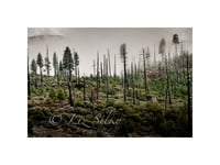 Remnants of the fire