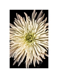 Chrysanthemum