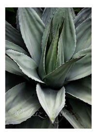 Agave Plant