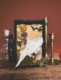 Image 1 of partial goat skull & dahlia shadowbox