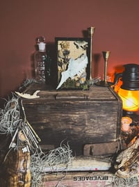 Image 2 of partial goat skull & dahlia shadowbox