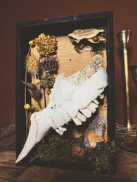 Image 4 of partial goat skull & dahlia shadowbox