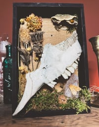 Image 3 of partial goat skull & dahlia shadowbox