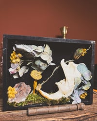 Image 4 of beaver jaw shadowbox