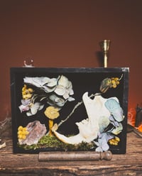 Image 3 of beaver jaw shadowbox