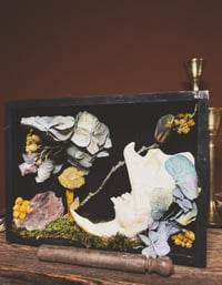 Image 5 of beaver jaw shadowbox