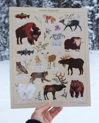Image 1 of Yukon Wildlife Poster