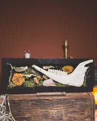 Image 5 of goat jaw & mushroom forest shadowbox