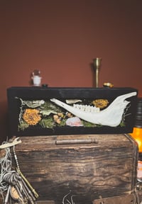 Image 1 of goat jaw & mushroom forest shadowbox