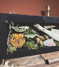 Image 3 of goat jaw & mushroom forest shadowbox