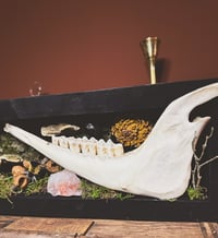 Image 4 of goat jaw & mushroom forest shadowbox