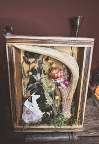 Image 4 of antler & hedgehog jaw shadowbox