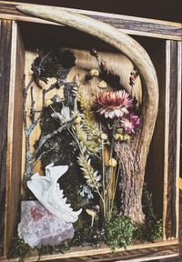 Image 3 of antler & hedgehog jaw shadowbox